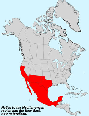 North America species range map for Cretanweed, Hedypnois cretica: Click image for full size map. North America species range map for Cretanweed, Hedypnois cretica: Click image for full size map.
